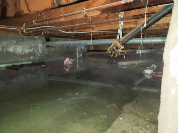Best Water damage restoration near me  in Cedar Falls, IA