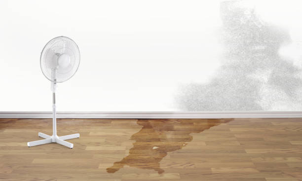 Best Local water damage restoration  in Cedar Falls, IA